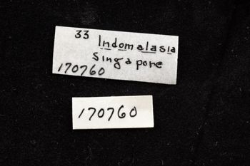 Media type: image;   Malacology 170760 Description: Digital documentation photo of preserved specimen.;
